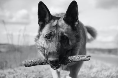 德国牧羊犬的灰度照片